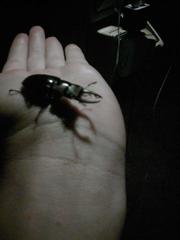 Prosopocoilus petitclerci