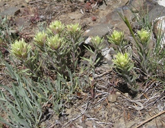 Castilleja thompsonii