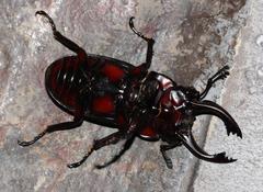 Prosopocoilus petitclerci