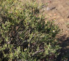 Phymaspermum parvifolium