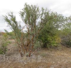 Vachellia exuvialis
