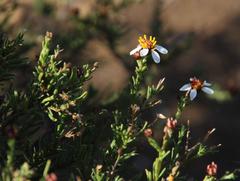 Phymaspermum parvifolium
