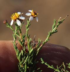Phymaspermum parvifolium