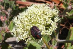 Trichostetha capensis