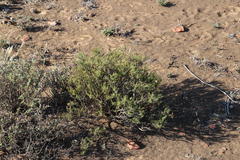 Phymaspermum parvifolium