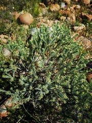 Oedera fruticosa