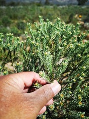 Oedera fruticosa