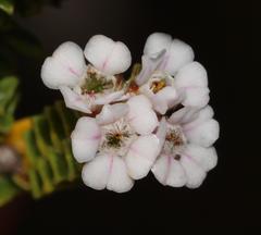 Euchaetis meridionalis