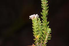 Euchaetis meridionalis