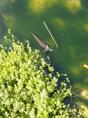 Channa striata