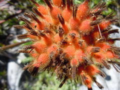 Dilatris viscosa