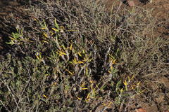 Pachypodium