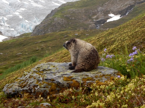 Hoary Marmot photographed in Alaska