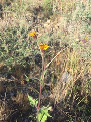 Simsia lagasceiformis