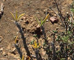 Pachypodium
