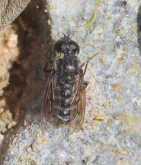 Tomomyza anthracoides