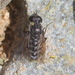 Tomomyza - Photo (c) Cecile Roux,  זכויות יוצרים חלקיות (CC BY-NC), הועלה על ידי Cecile Roux
