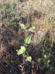 Simsia lagasceiformis