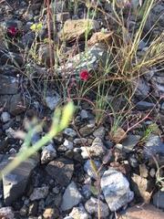 Boerhavia gracillima