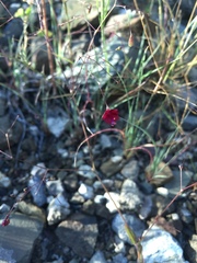 Boerhavia gracillima