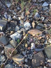 Boerhavia gracillima