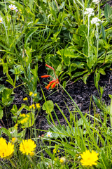 Cyrtanthus brachyscyphus