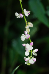 Grona heterocarpos