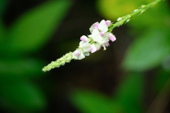 Grona heterocarpos