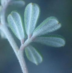 Indigofera sp9