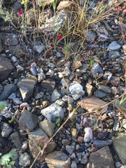 Boerhavia gracillima