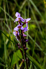 Disa similis