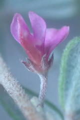 Indigofera sp9