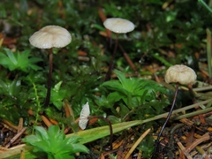 Paragymnopus perforans