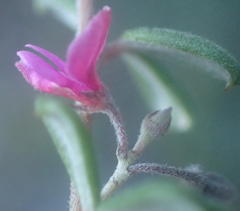 Indigofera sp9