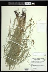 Carex echinodes