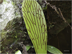 Antrophyum formosanum