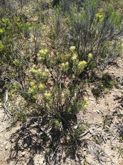 Leucadendron lanigerum lanigerum