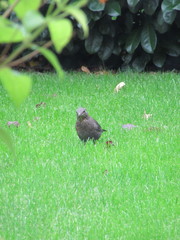 Turdus merula
