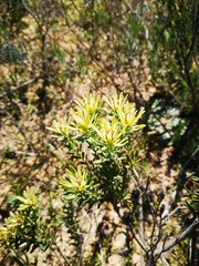 Leucadendron lanigerum lanigerum