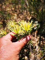 Leucadendron lanigerum lanigerum