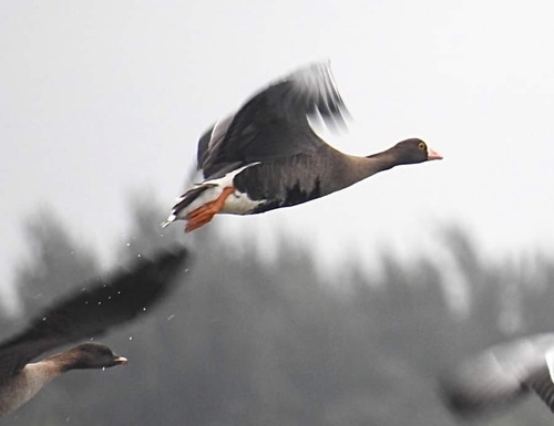Lesser White-fronted Goose, photo 8 of 9