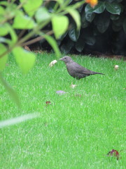 Turdus merula