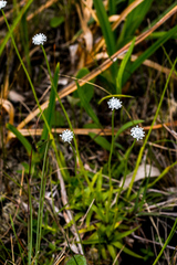 Eriocaulon dregei