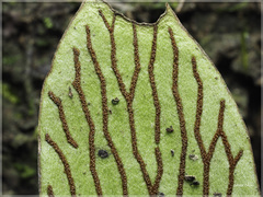 Antrophyum formosanum