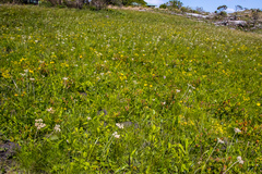 Eriosema umtamvunense