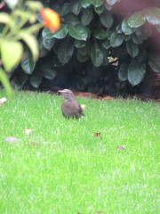 Turdus merula