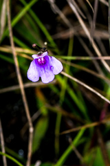 Genlisea hispidula