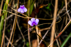 Genlisea hispidula