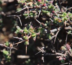 Ruschia cradockensis