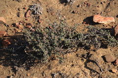 Ruschia cradockensis